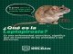 LEPTOSPIROSIS: GUÍA DE LA SECRETARÍA DE SALUD DE LA MUNICIPALIDAD DE ROLDÁN