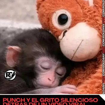 Punch y el grito silencioso detrás de un video viral -Por Ezequiel Gonzalez 