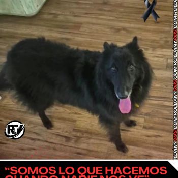 Meithy la perrita buscada por 8 días fue encontrada sin vida.