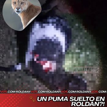 Un puma suelto en Roldán!?