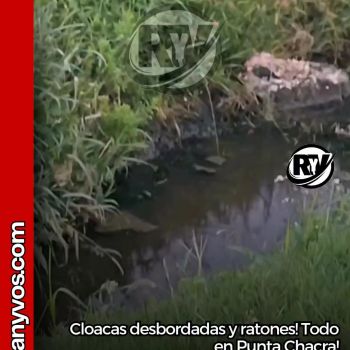 Cloacas desbordadas y ratones!! Todo en Punta Chacra, Roldán 