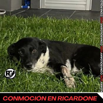 Ricardone - Denuncian a un vecino por matar a una perrita callejera de un disparo calibre 22.